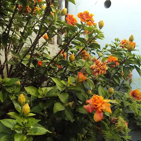 D.maria Bed & Breakfast Odeceixe